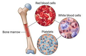 Femur bone that shows blood inside, containing red blood cells, white blood cells, and platelets.