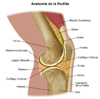 Anatomía de la articulación de la rodilla