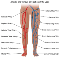 Click Image to Enlarge Illustration of circulation system of the legs